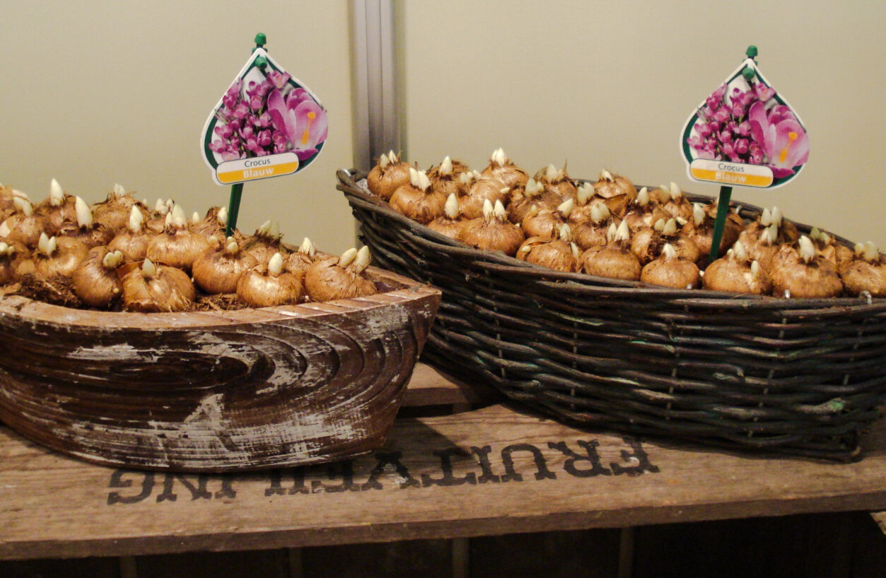 Nasad krokusov v okrasnih posodah