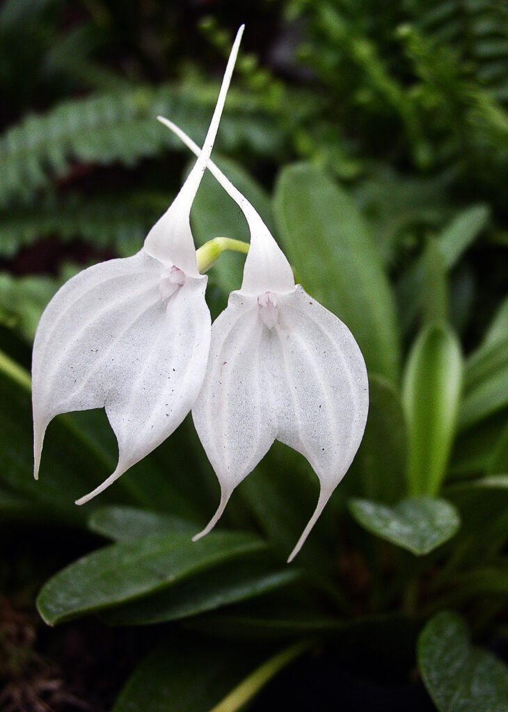 Orhideja (Masdevallia tovarensis)