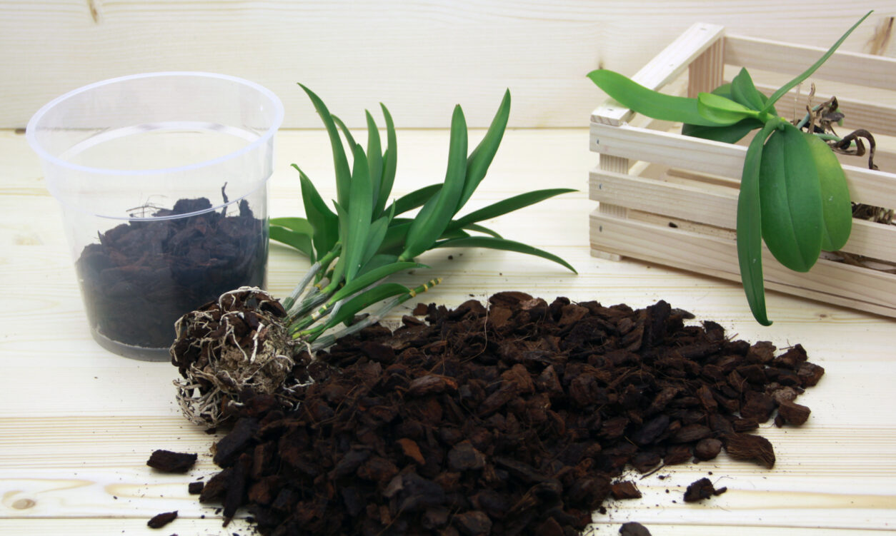 Postopek presajanja orhideje
