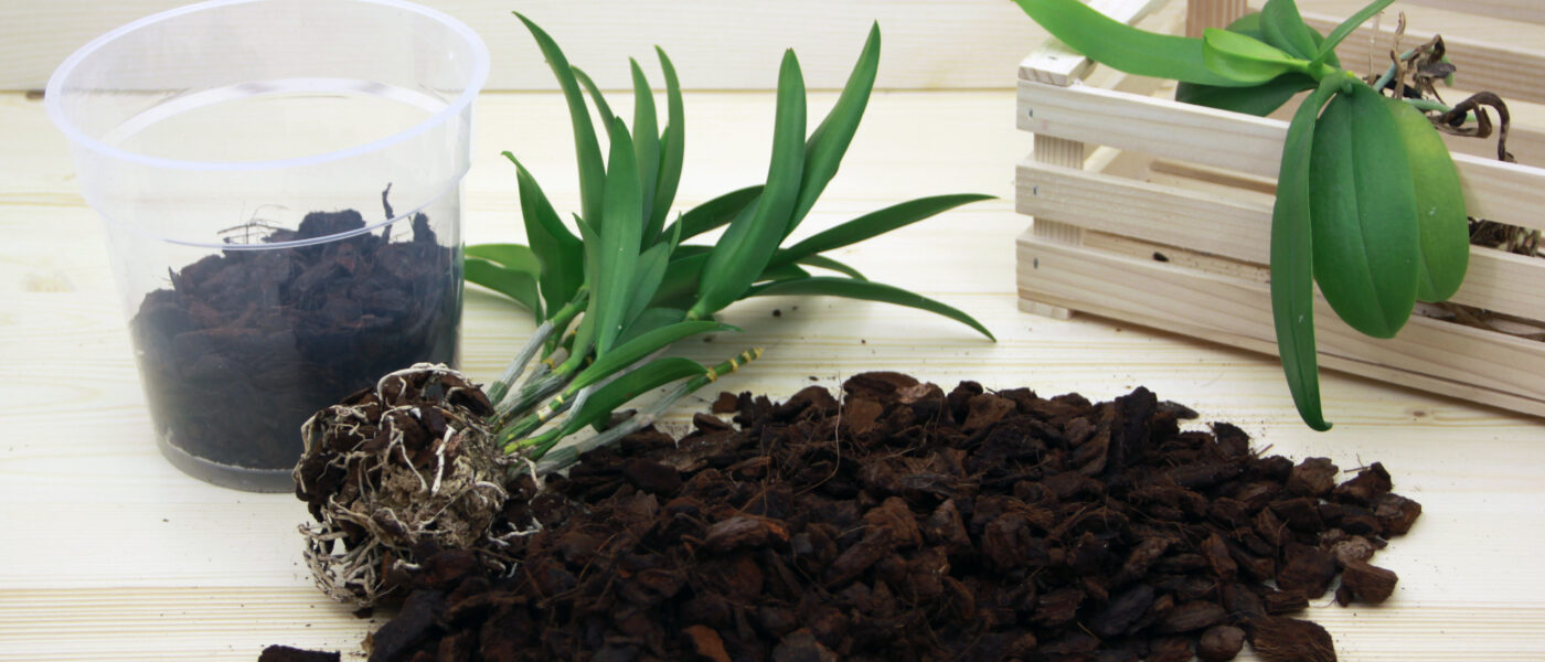 Postopek presajanja orhideje