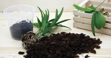 Postopek presajanja orhideje