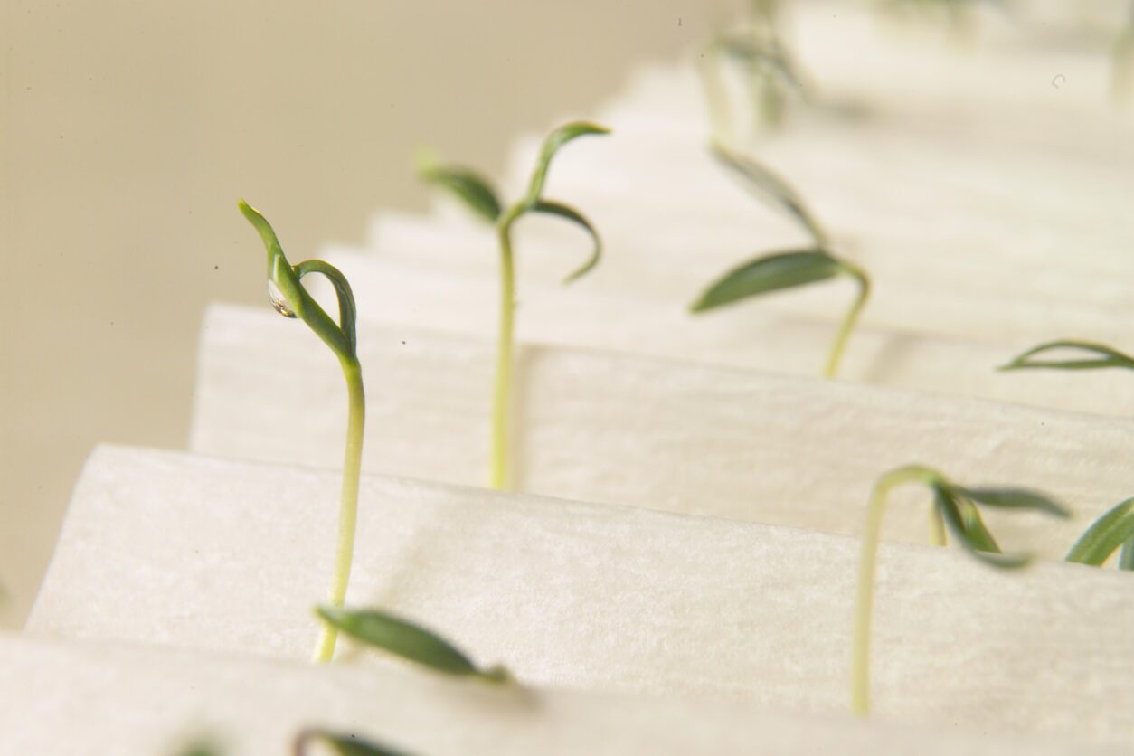 Preverjanje kaljivosti semen