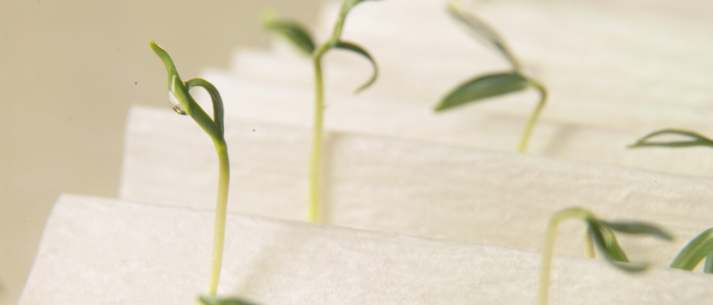 Preverjanje kaljivosti semen