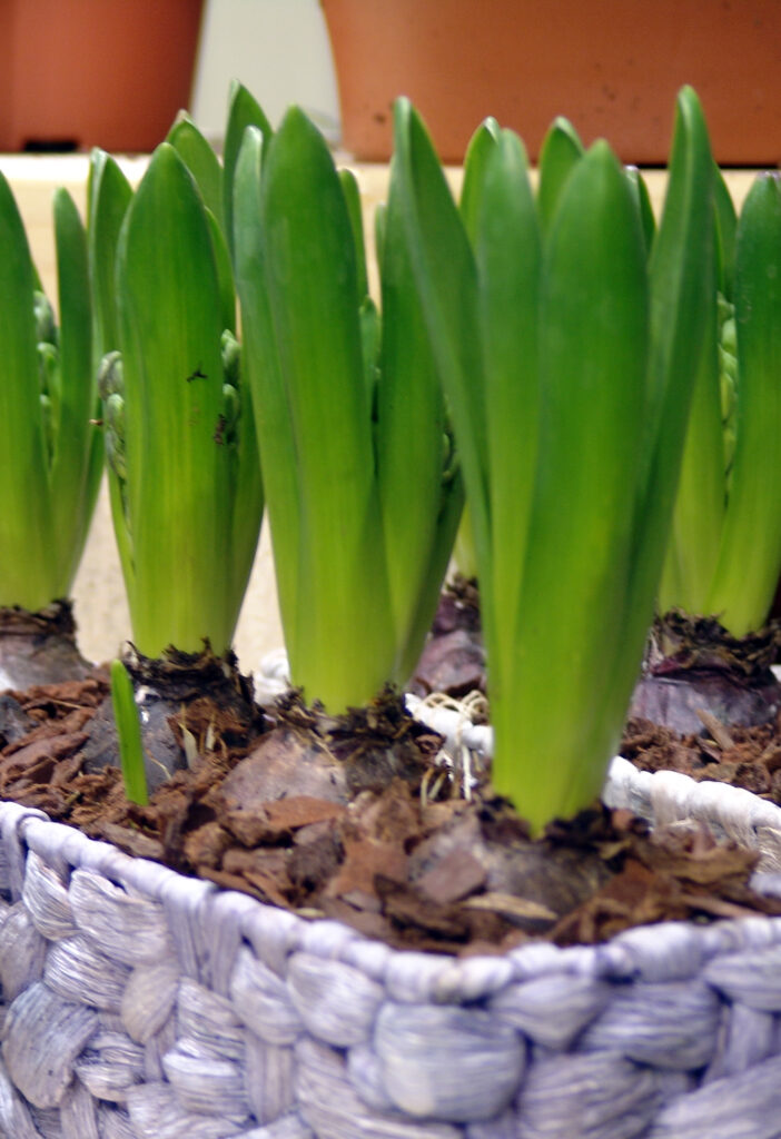 S hijacintami v okrasnem loncu lahko ustvarimo dišeče kombinacije