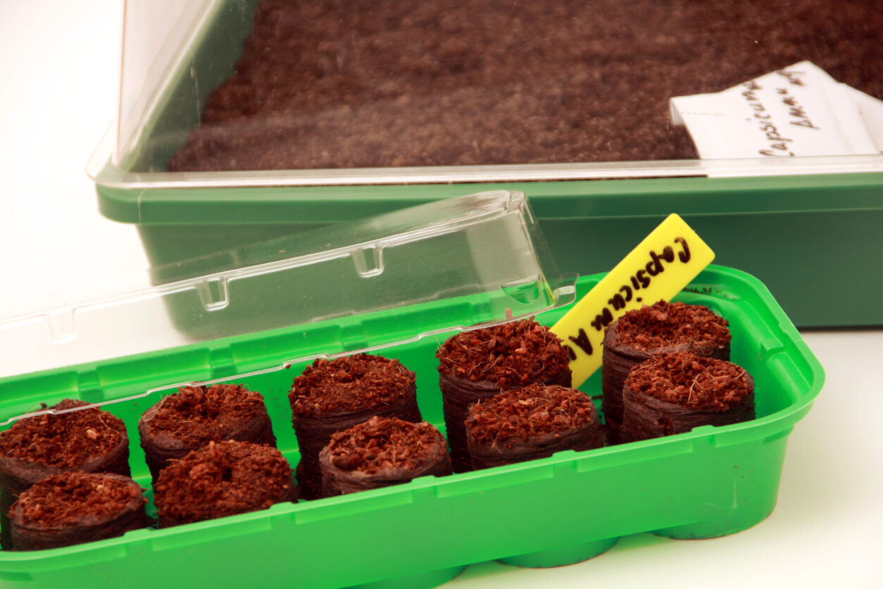 Setev čilijev v šotne tablete v mini rastlinjaku doma