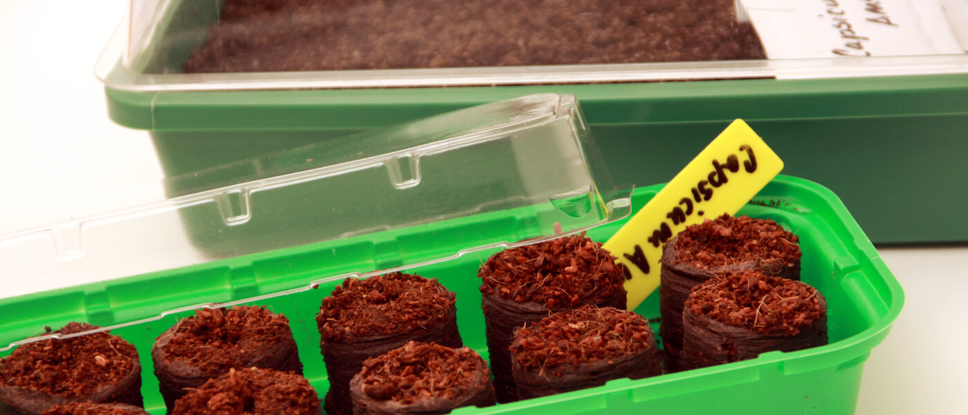 Setev čilijev v šotne tablete v mini rastlinjaku doma