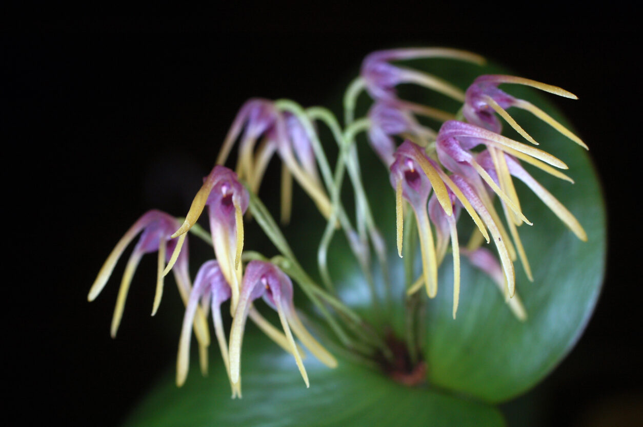 Specklinia corniculata z drobnimi visečimi cvetovi