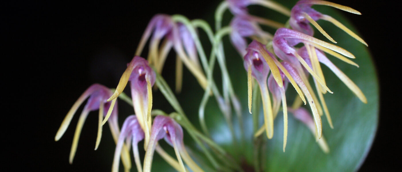 Specklinia corniculata z drobnimi visečimi cvetovi