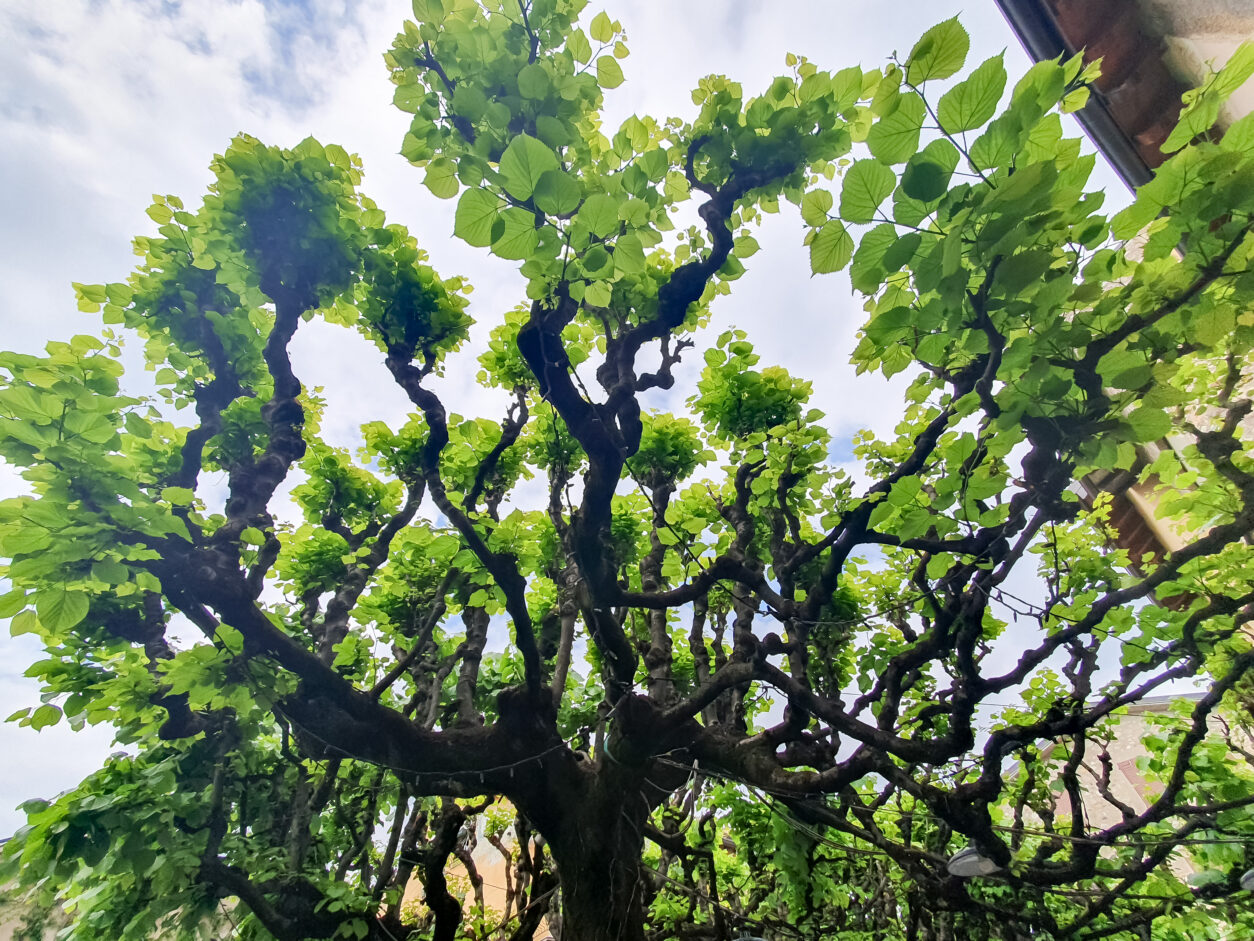 Stara lipa z glavičeno krošnjo