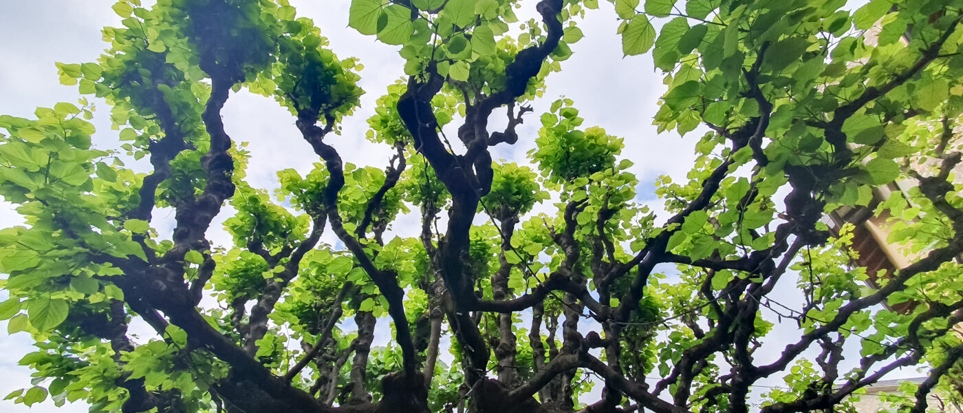 Stara lipa z glavičeno krošnjo