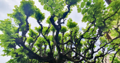 Stara lipa z glavičeno krošnjo