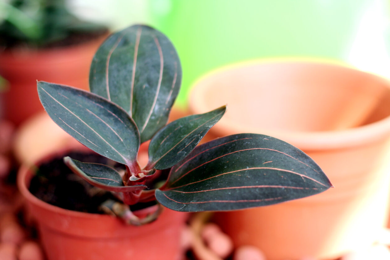  Večbarvna ludizija – Ludisia discolor