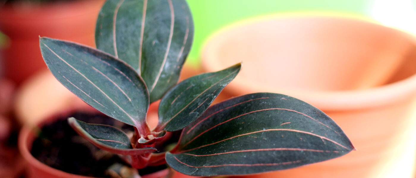  Večbarvna ludizija – Ludisia discolor