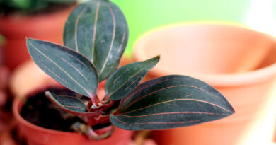  Večbarvna ludizija – Ludisia discolor