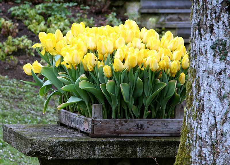 Zgodnji tulipani, vzgojeni v ogrevanem prostoru
