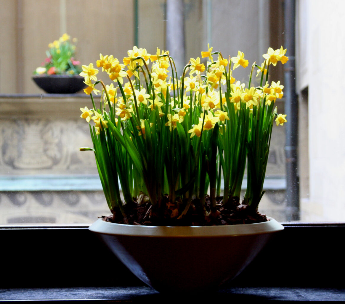 Zimski aranžma v okrasni posodi s narcisami