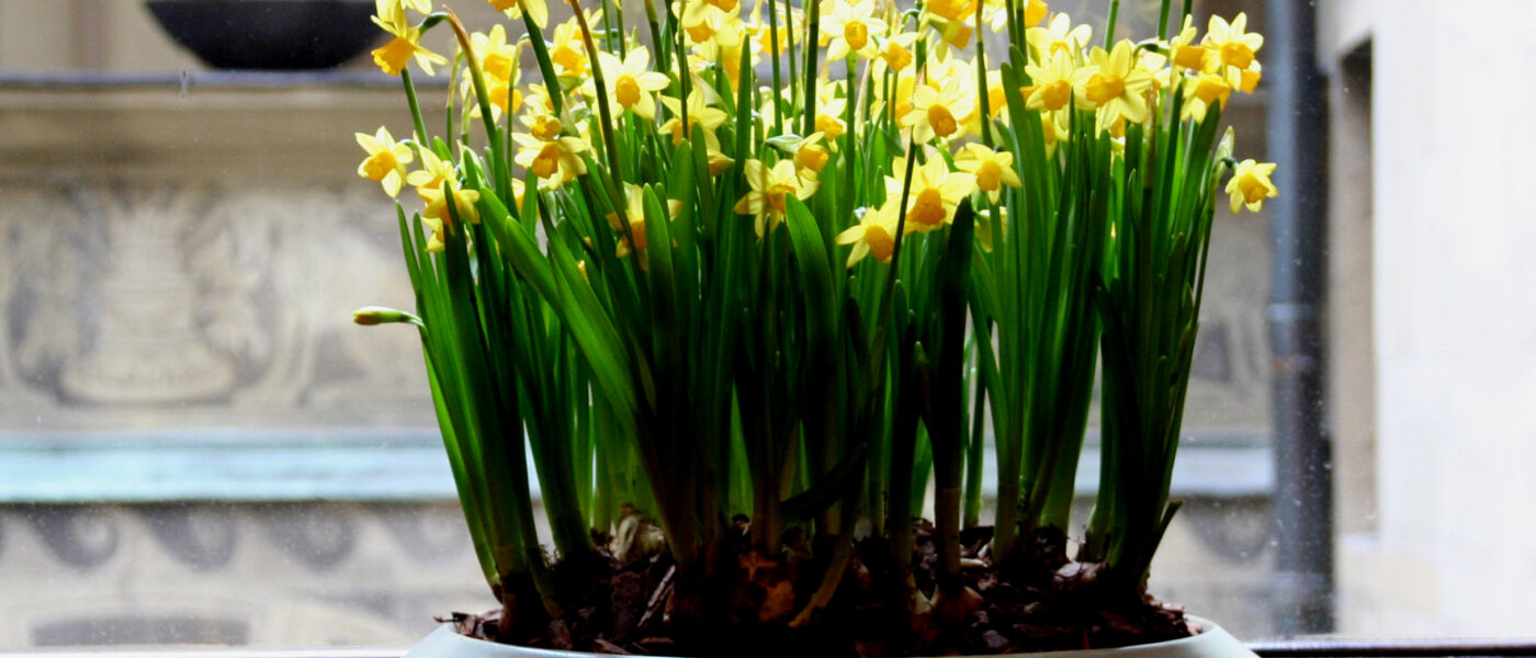 Zimski aranžma v okrasni posodi s narcisami