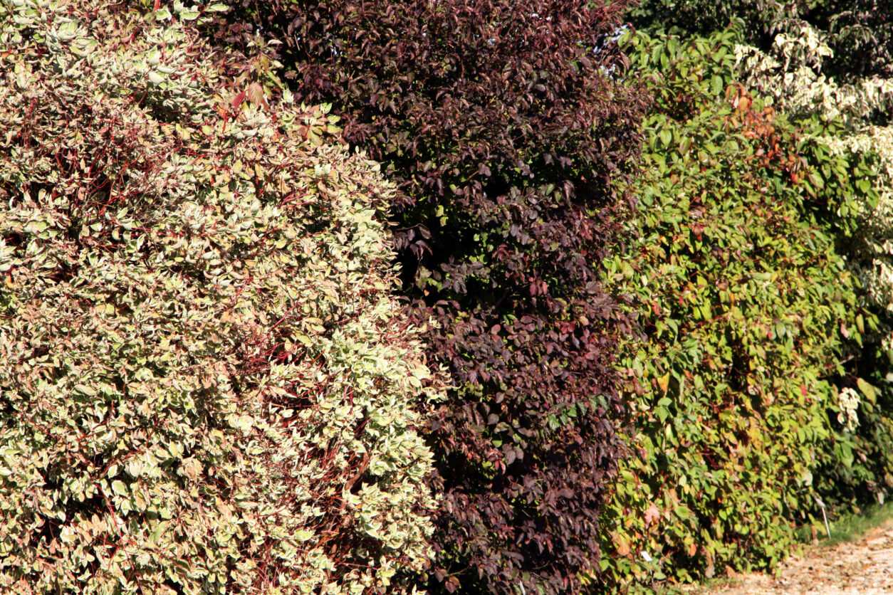 Živa meja od leve proti desni, Beli dren (Cornus alba), Rdeči dren (Cornus senquinea), Ameriški dren, cvetnik (Cornus florida)