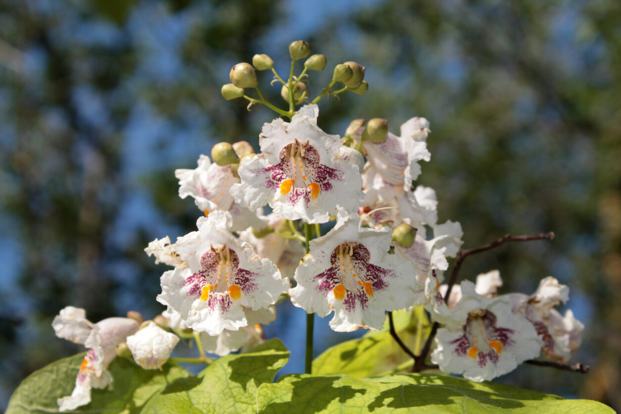 Cvetovi so rahlo dišeči in zelo privlačni za čebele