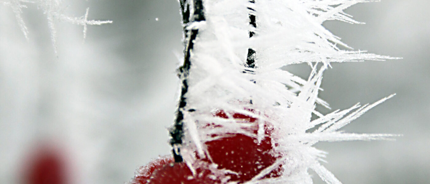 Plod gloga (Crataegus sp.)