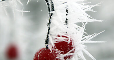 Plod gloga (Crataegus sp.)