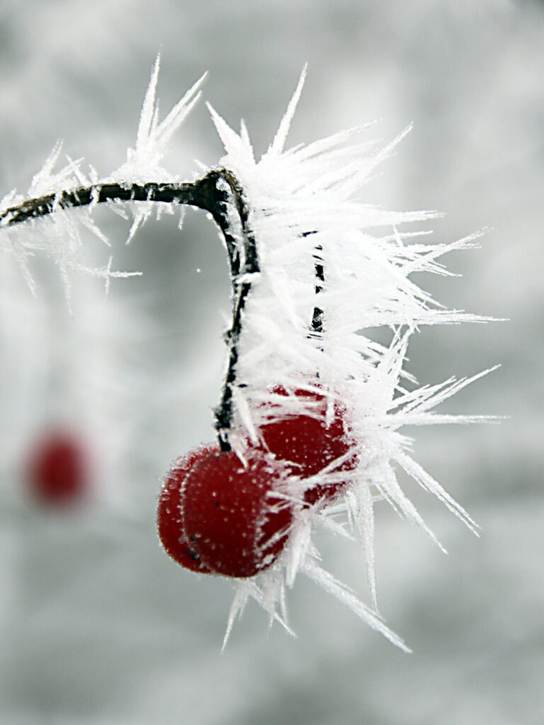 Plod gloga (Crataegus sp.)