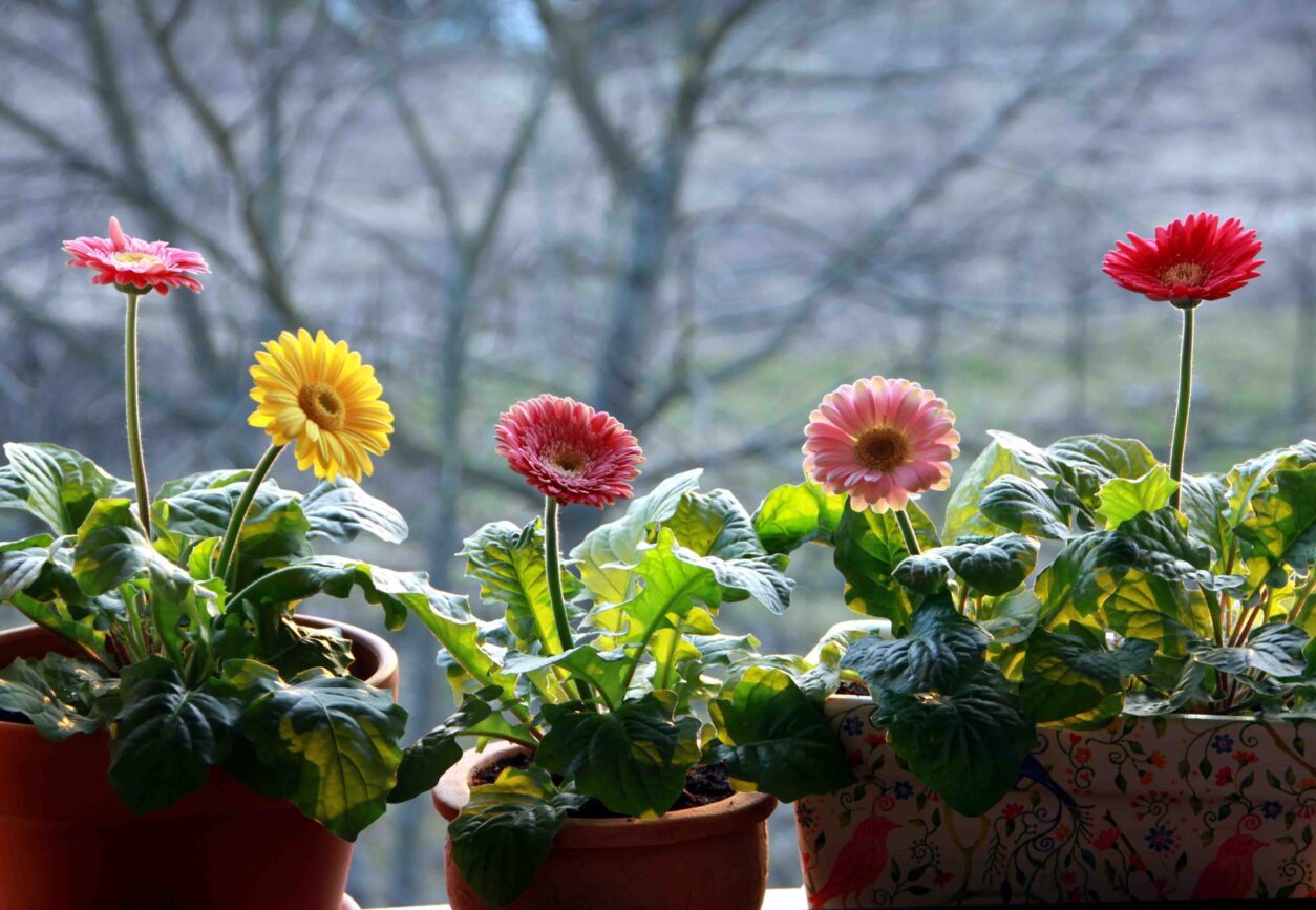 Barvite gerbere v loncih na svetli okenski polici