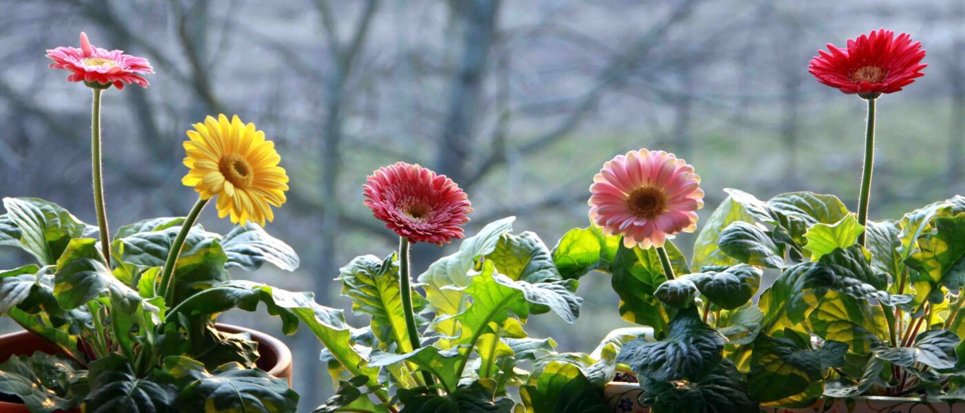 Barvite gerbere v loncih na svetli okenski polici