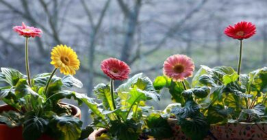 Barvite gerbere v loncih na svetli okenski polici