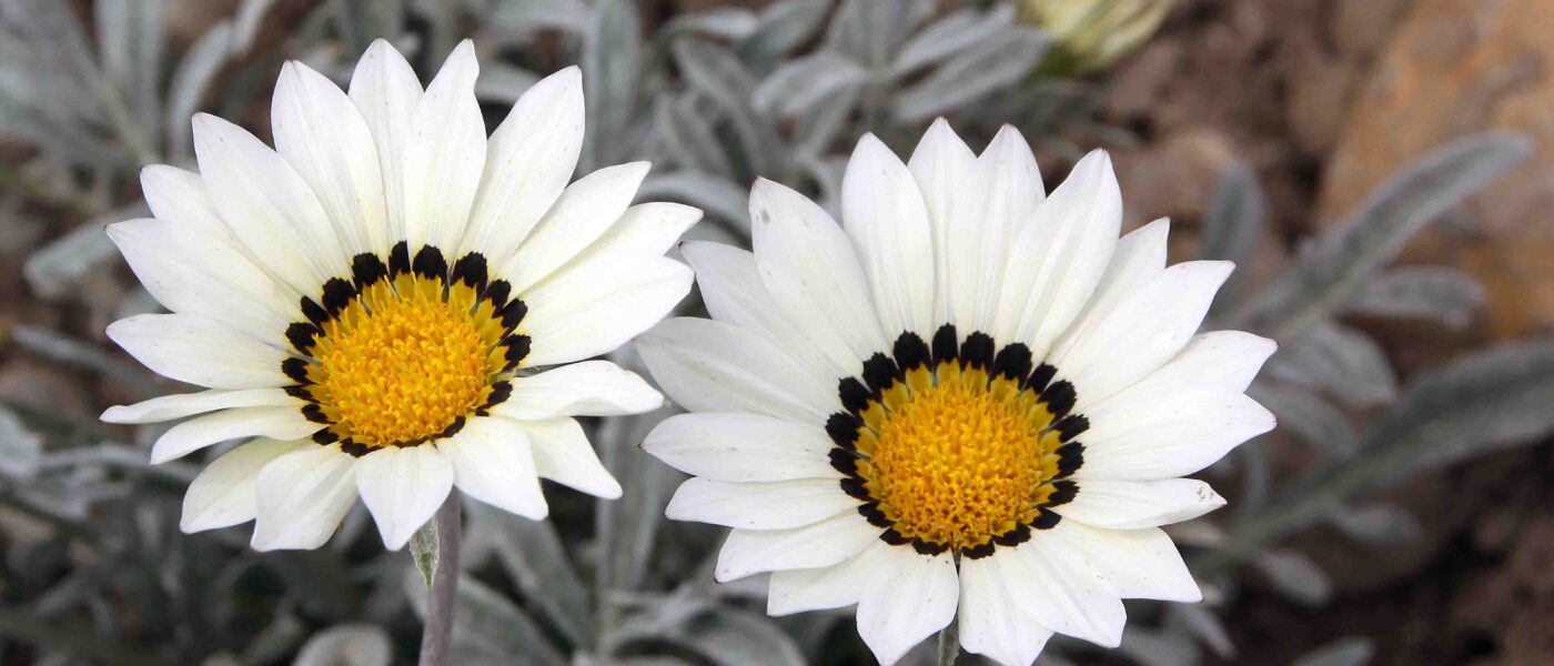 Bela sorta gazanije z izrazitim temnim obročem okoli rumenega središča