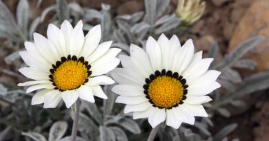 Bela sorta gazanije z izrazitim temnim obročem okoli rumenega središča