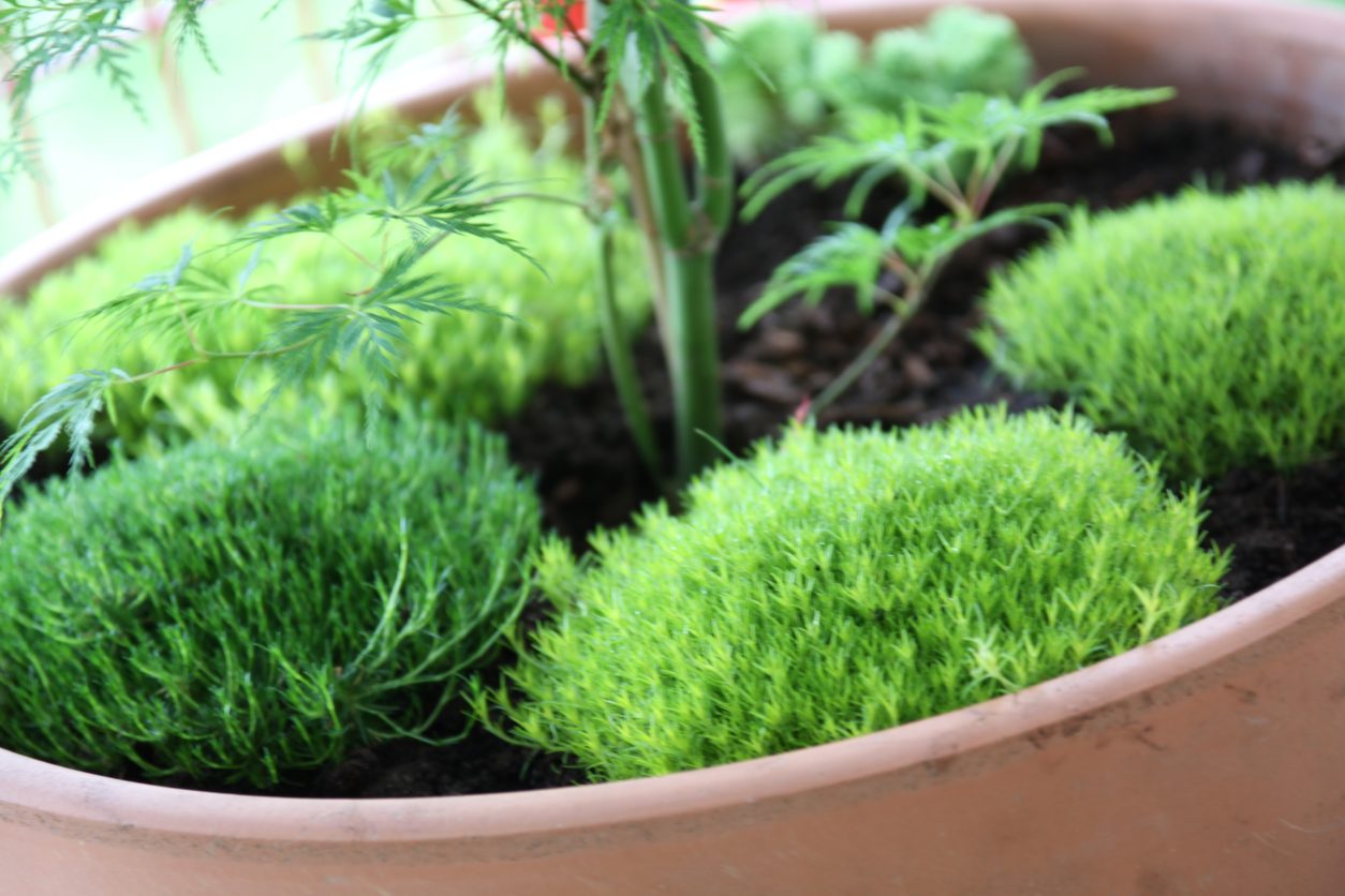 Blazinaste trajnice, kot je Sagina subulata, ustvarjajo učinek zelenega mahu