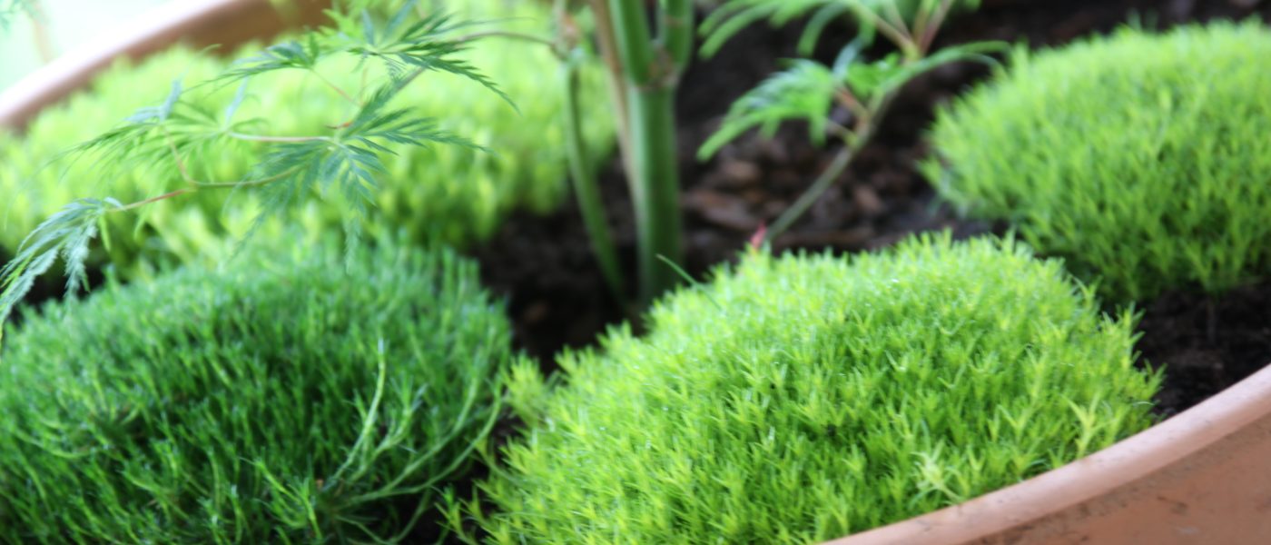 Blazinaste trajnice, kot je Sagina subulata, ustvarjajo učinek zelenega mahu