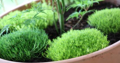 Blazinaste trajnice, kot je Sagina subulata, ustvarjajo učinek zelenega mahu