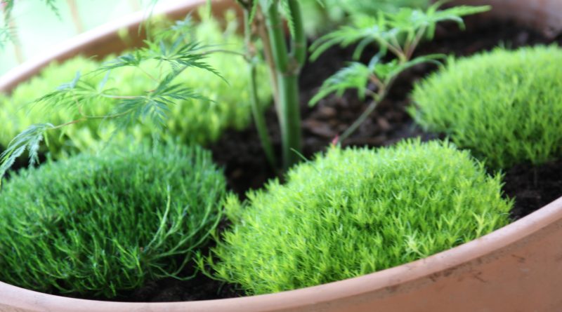 Blazinaste trajnice, kot je Sagina subulata, ustvarjajo učinek zelenega mahu