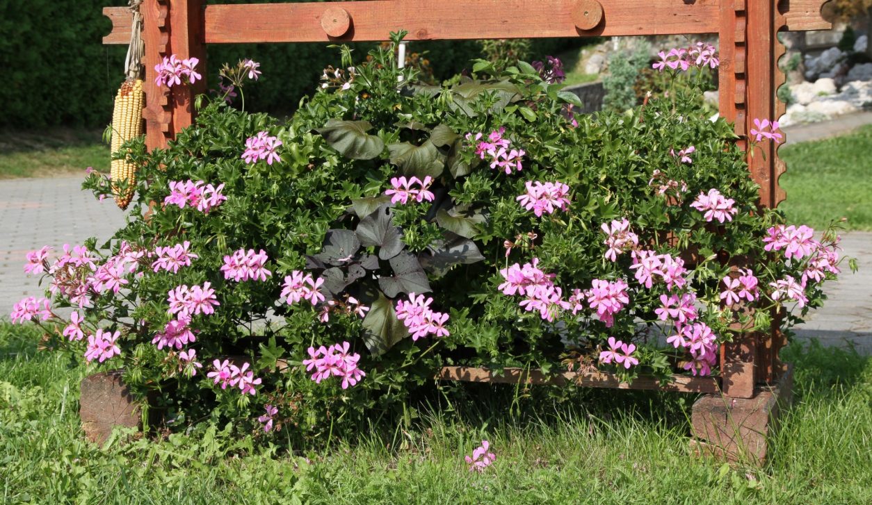 Bršljanolistna pelargonija (Pelargonium peltatum) z nežno rožnatimi cvetovi