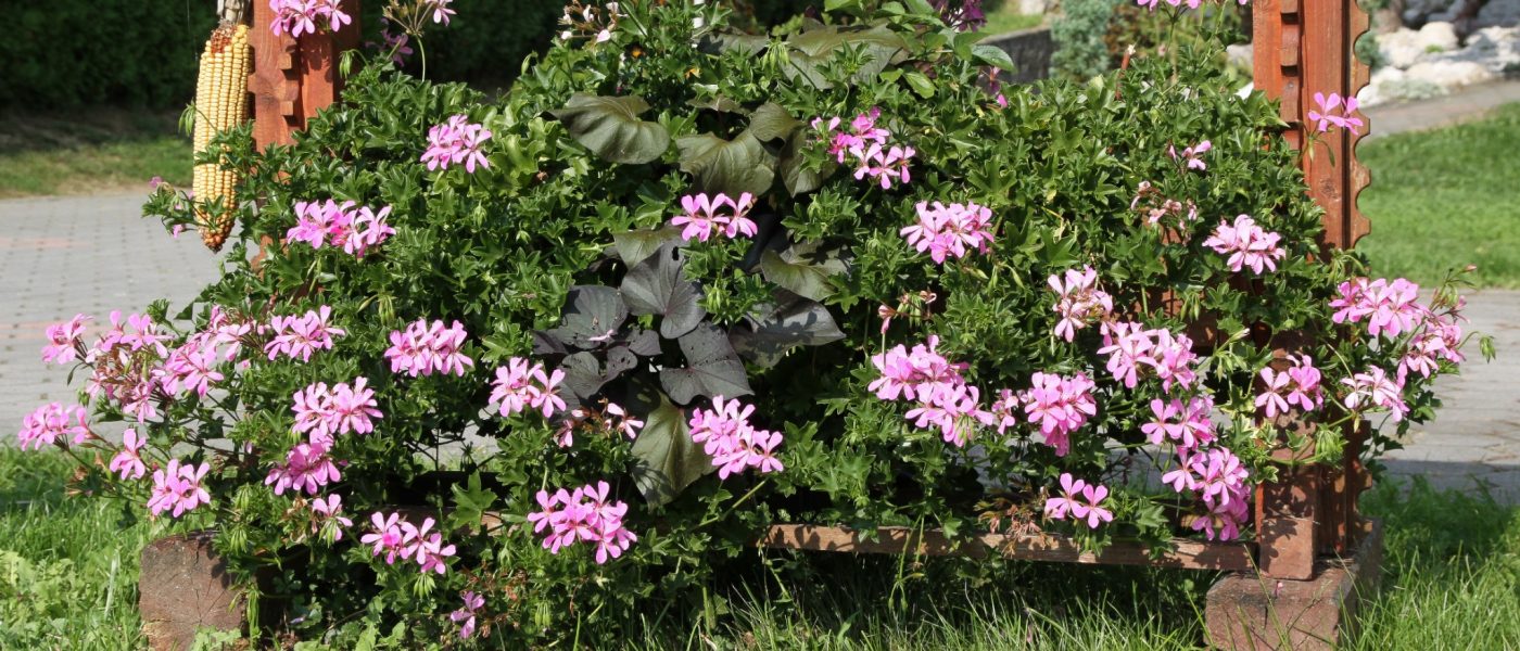 Bršljanolistna pelargonija (Pelargonium peltatum) z nežno rožnatimi cvetovi