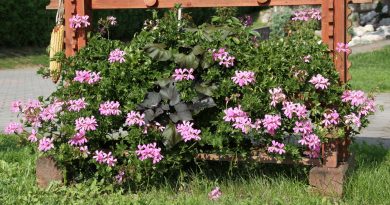 Bršljanolistna pelargonija (Pelargonium peltatum) z nežno rožnatimi cvetovi