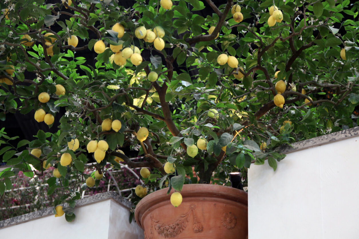 Če želite več plodov, naj bo limona poleti res na soncu in pozimi na hladnem ter svetlem mestu.