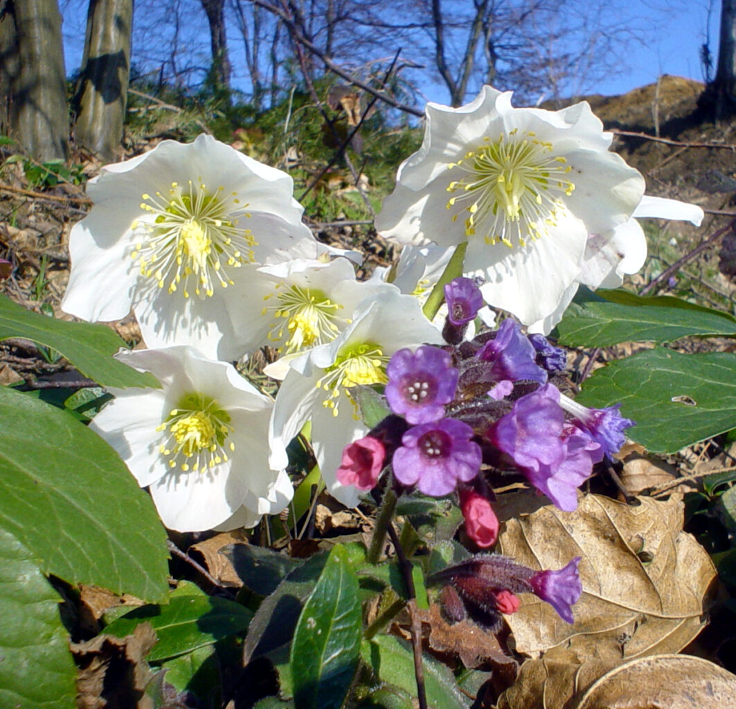 Črni teloh (Helleborus niger) klasična zimska trajnica z belimi cvetovi