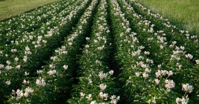 Cvetoč krompir na polju