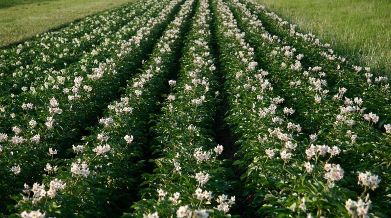 Cvetoč krompir na polju