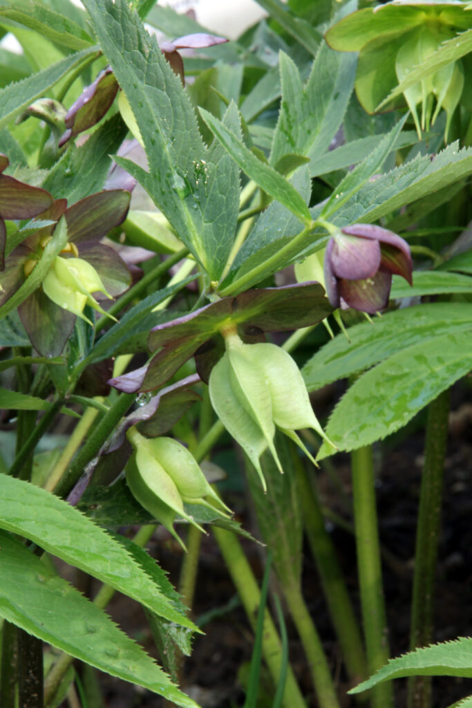 Deljenolistni teloh (Helleborus multifidus) s značilno razrezanimi listi