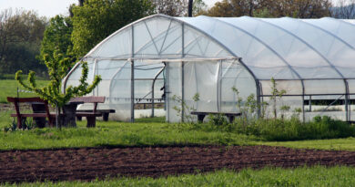 Dobro pripravljen rastlinjak v februarju je temelj za zdrave sadike in uspešno sezono