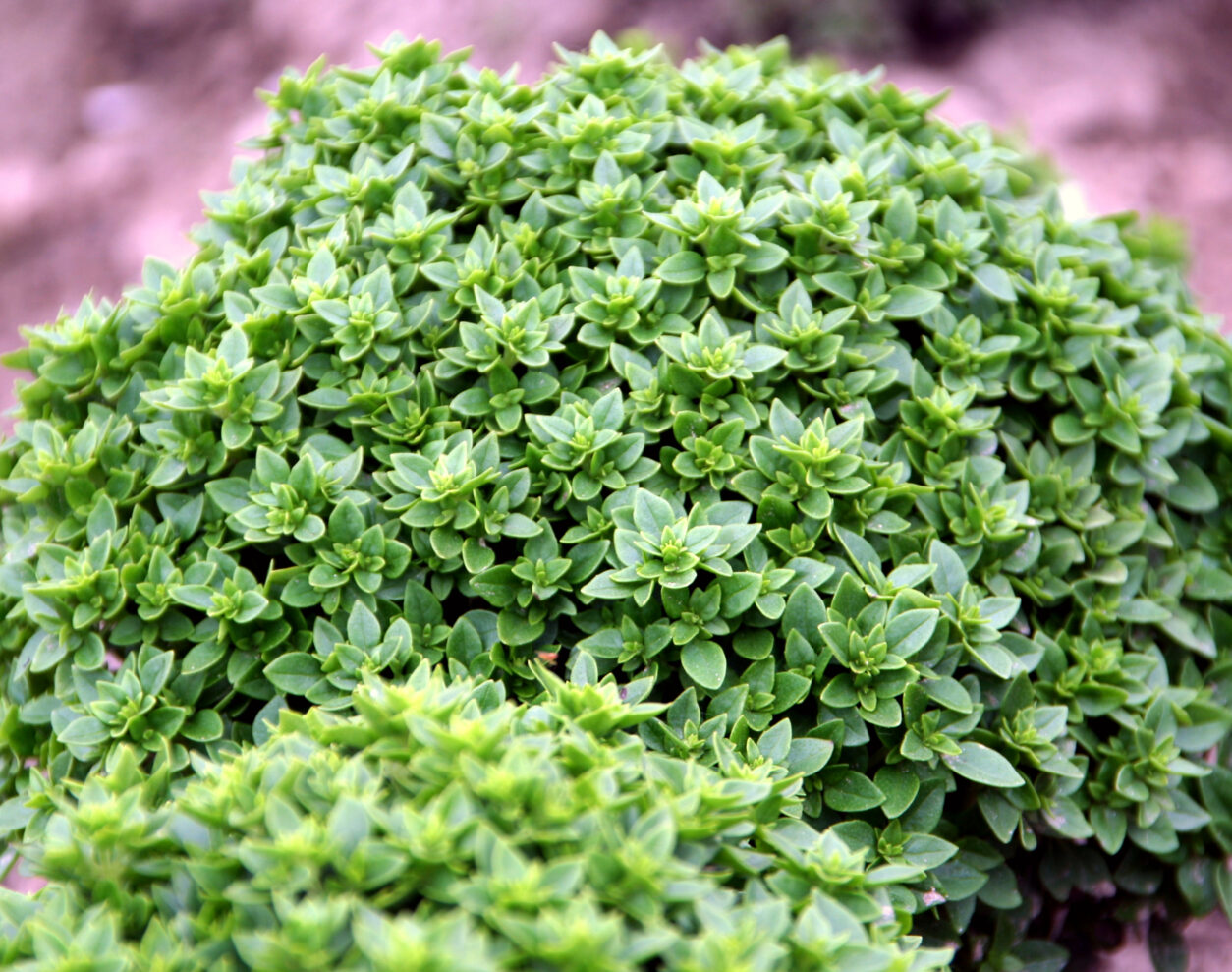 Drobnolistne oblike bazilike so izjemno primerne za celoletno vzgojo.