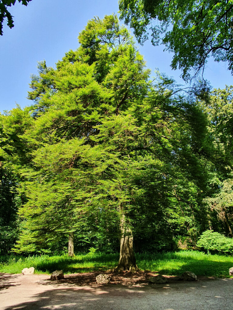 Fagus sylvatica ‘Asplenifolia’