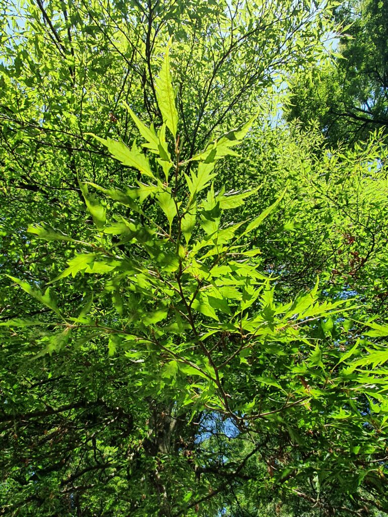 Fagus sylvatica ‘Asplenifolia’