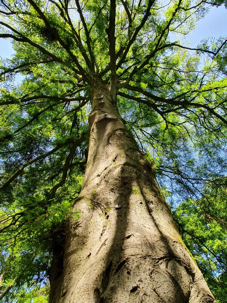 Fagus sylvatica ‘Asplenifolia’