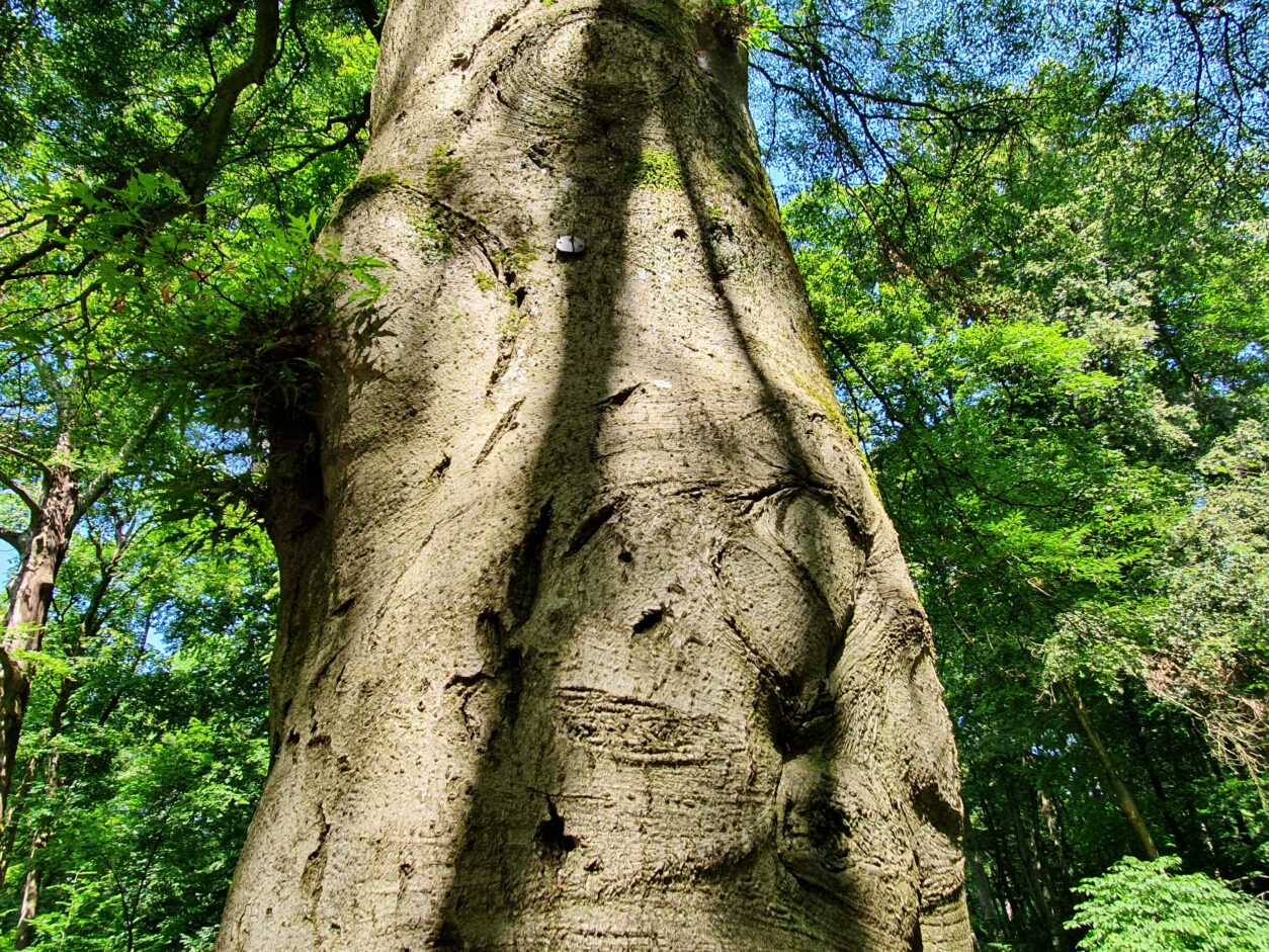 Fagus sylvatica ‘Asplenifolia’