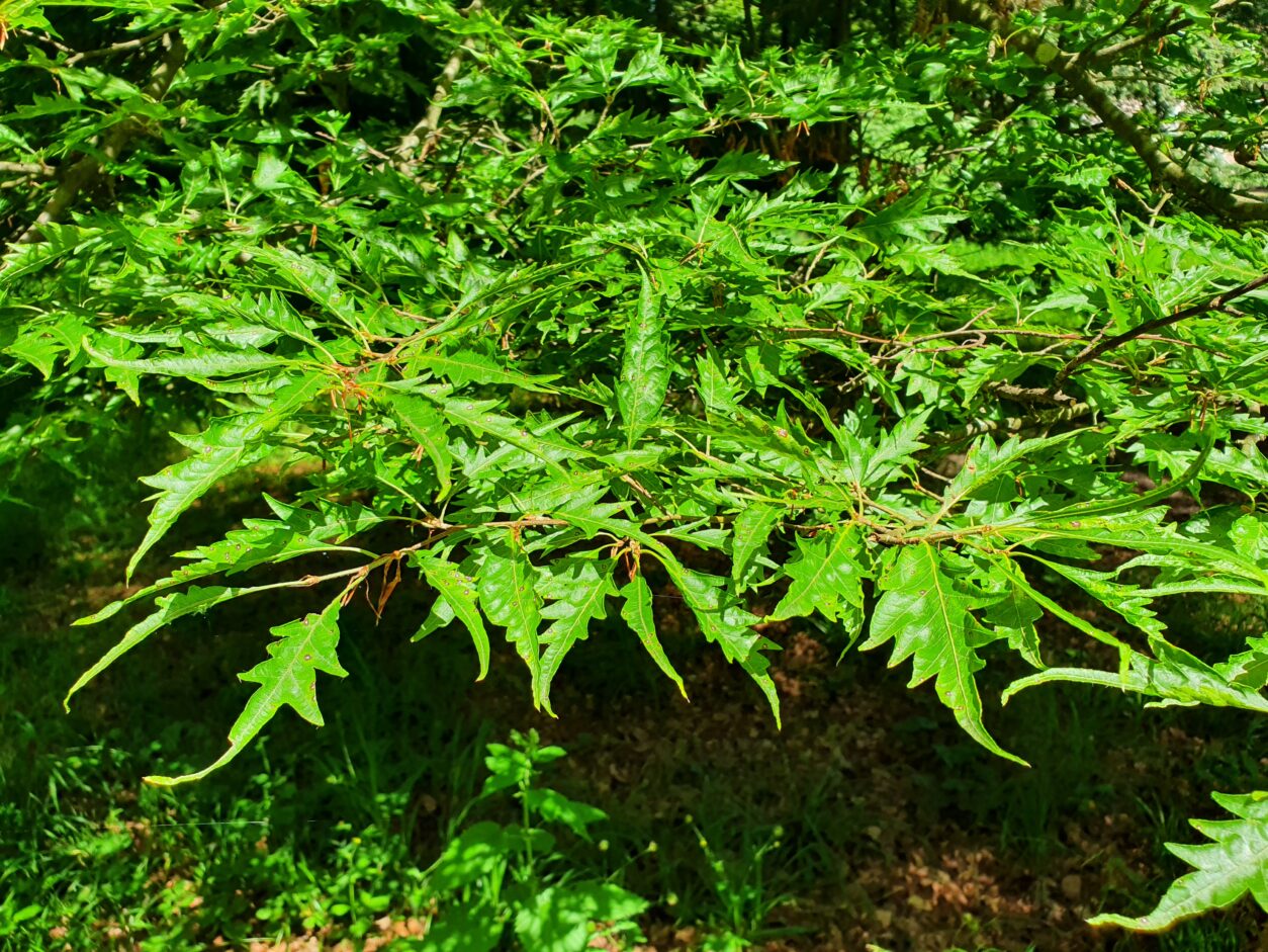 Fagus sylvatica ‘Asplenifolia’, znana tudi kot praprotnolistna bukev